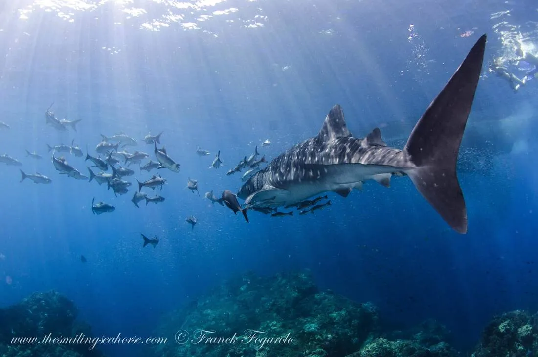 Whale shark in Mergui Archipelago