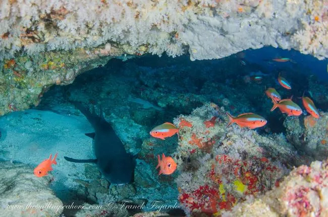 Nurse Shark