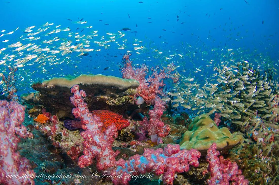 Myanmar's vibrant coral reef