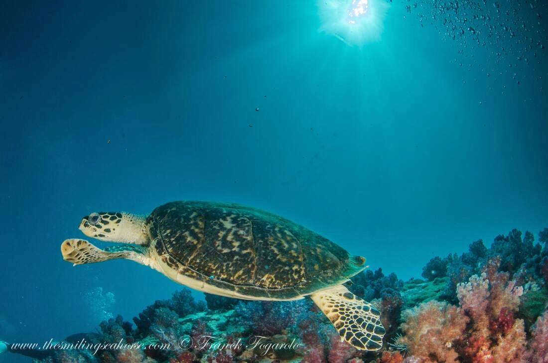 Hawksbill Turttle