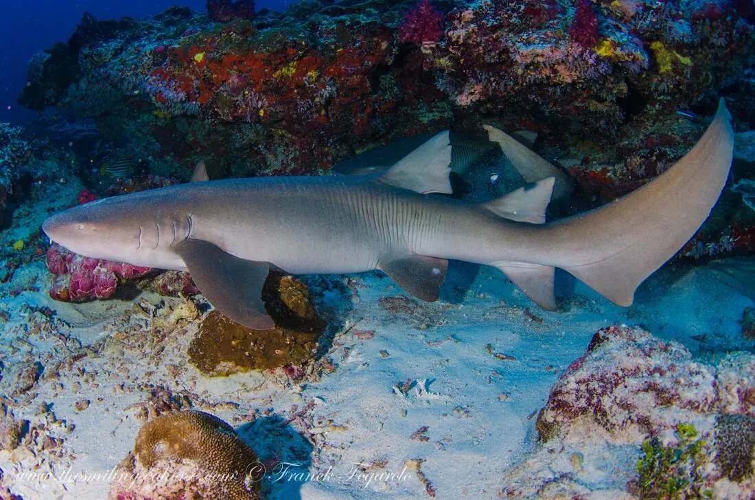 Nurse Shark