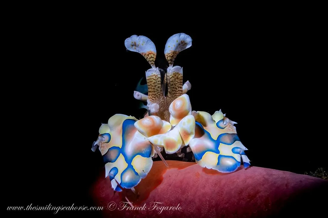 Harlequin shrimp