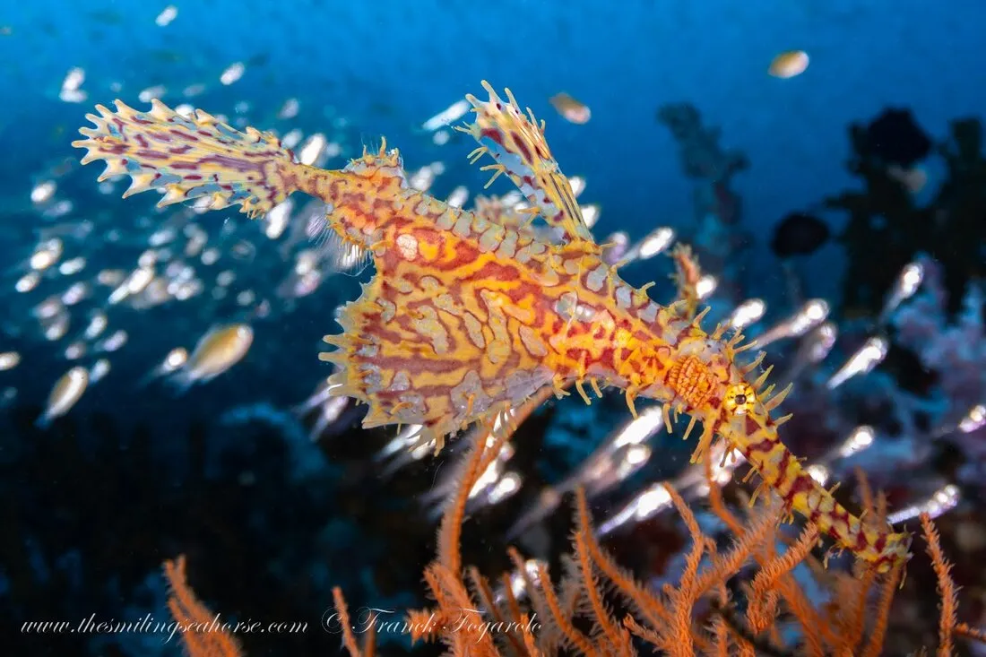 Myanmar's ghost pipe fish