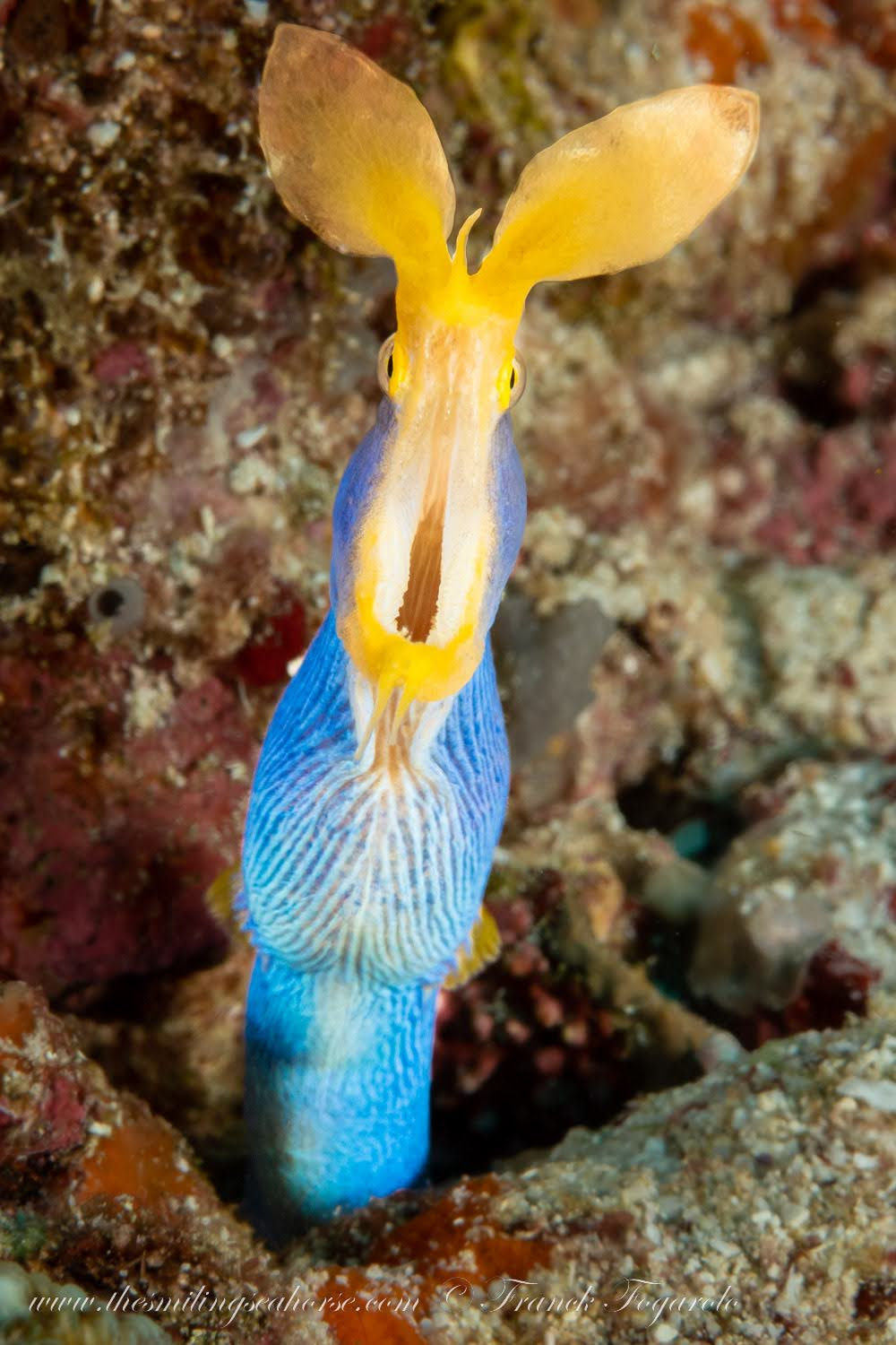 ribbon eel - Andaman Sea