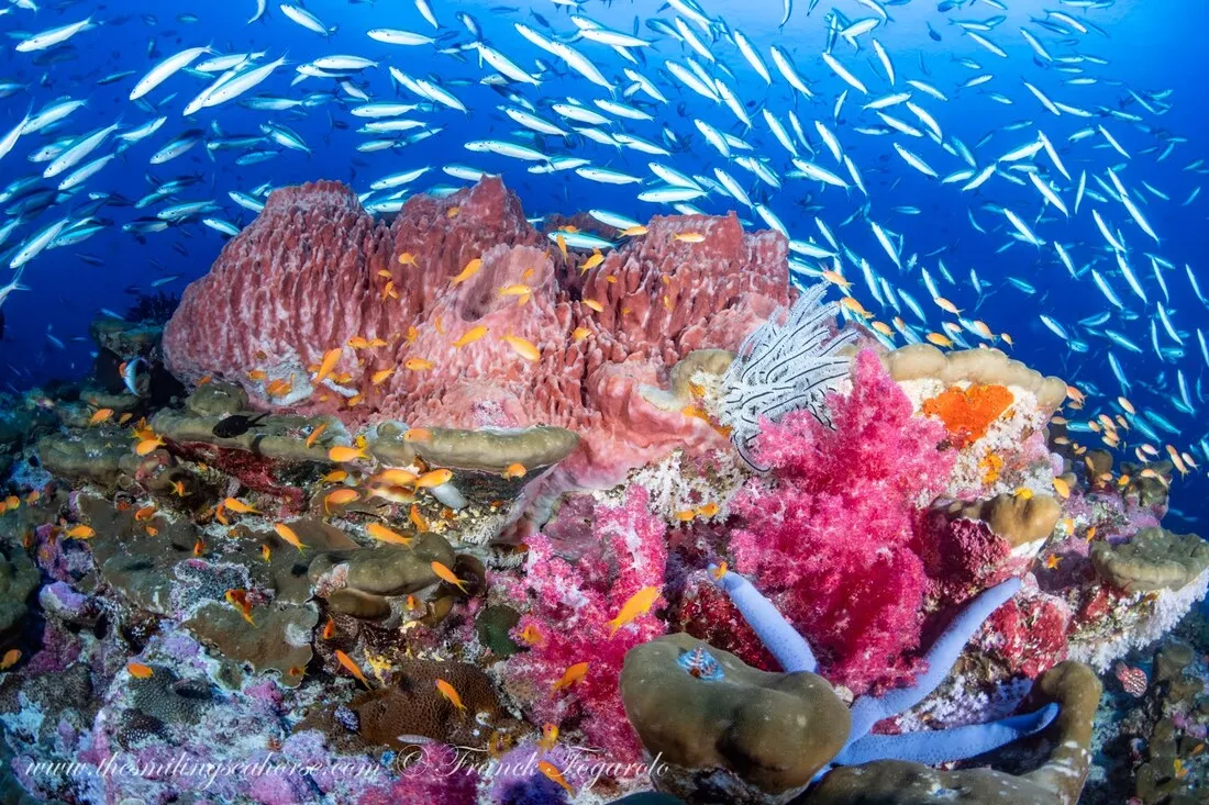 Beautiful Coral Reef