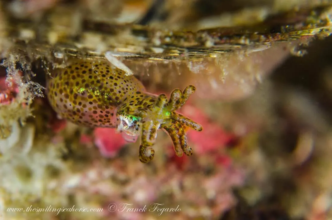 Pygmy Squid