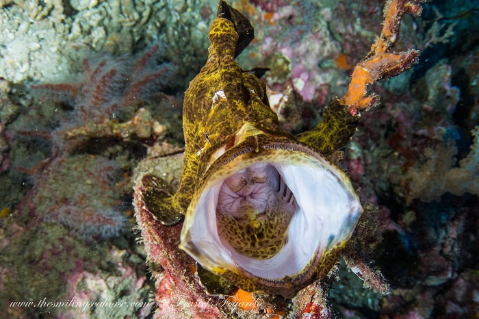 frogfish yawning