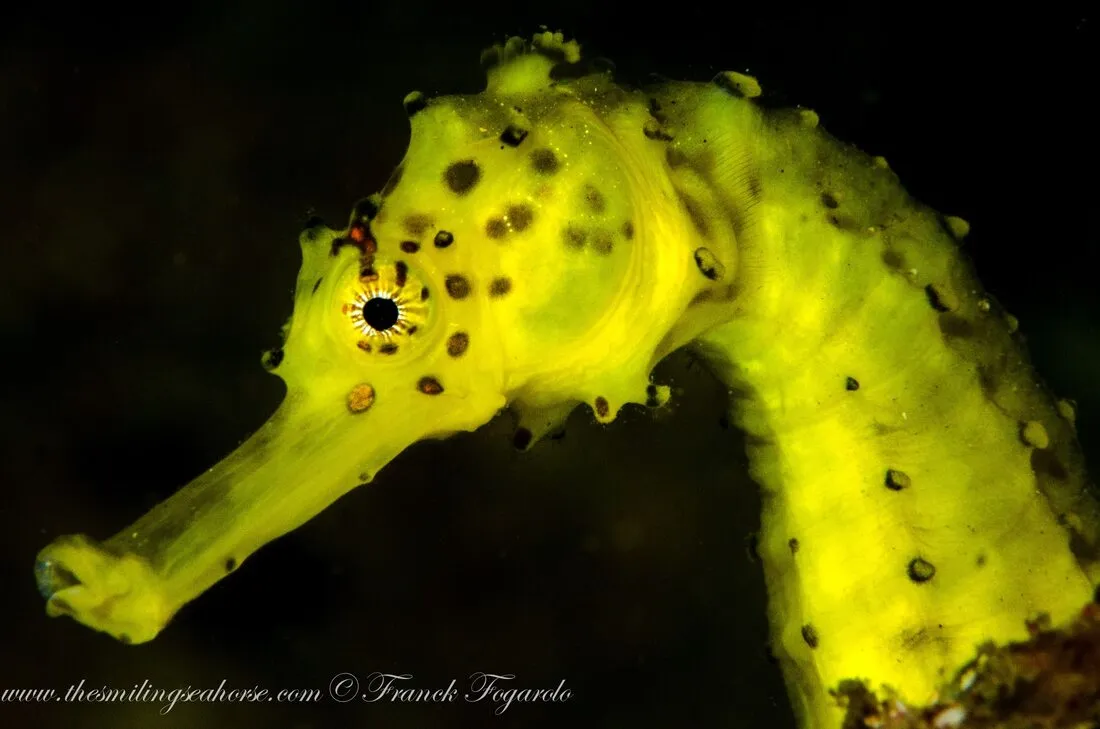 So cute Seahorse!