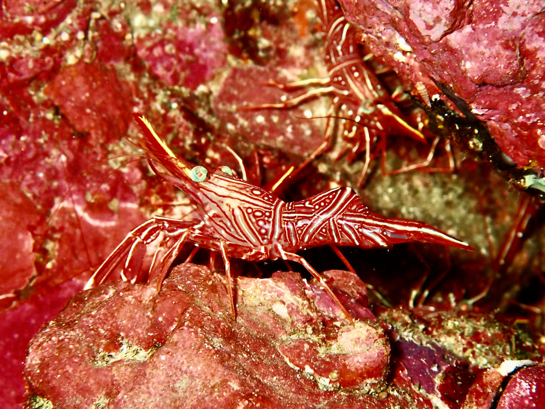 Durban dancing shrimp