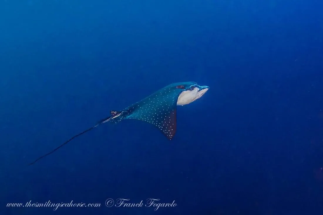 Eagle Ray