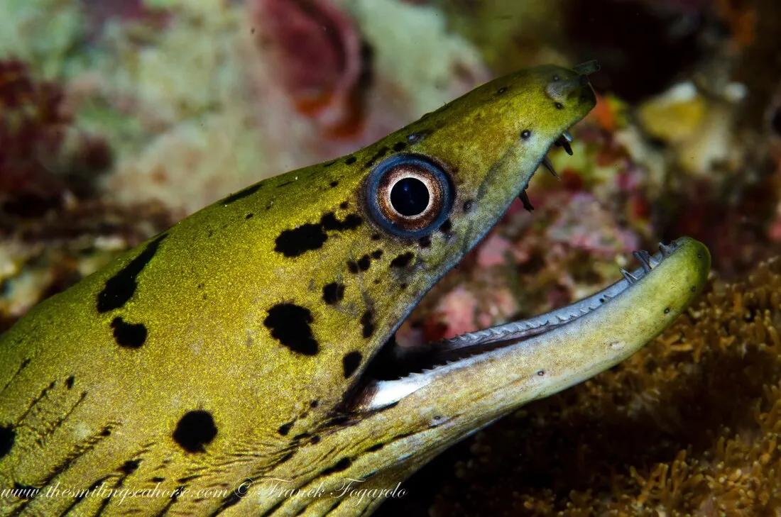 Fimbriated moray