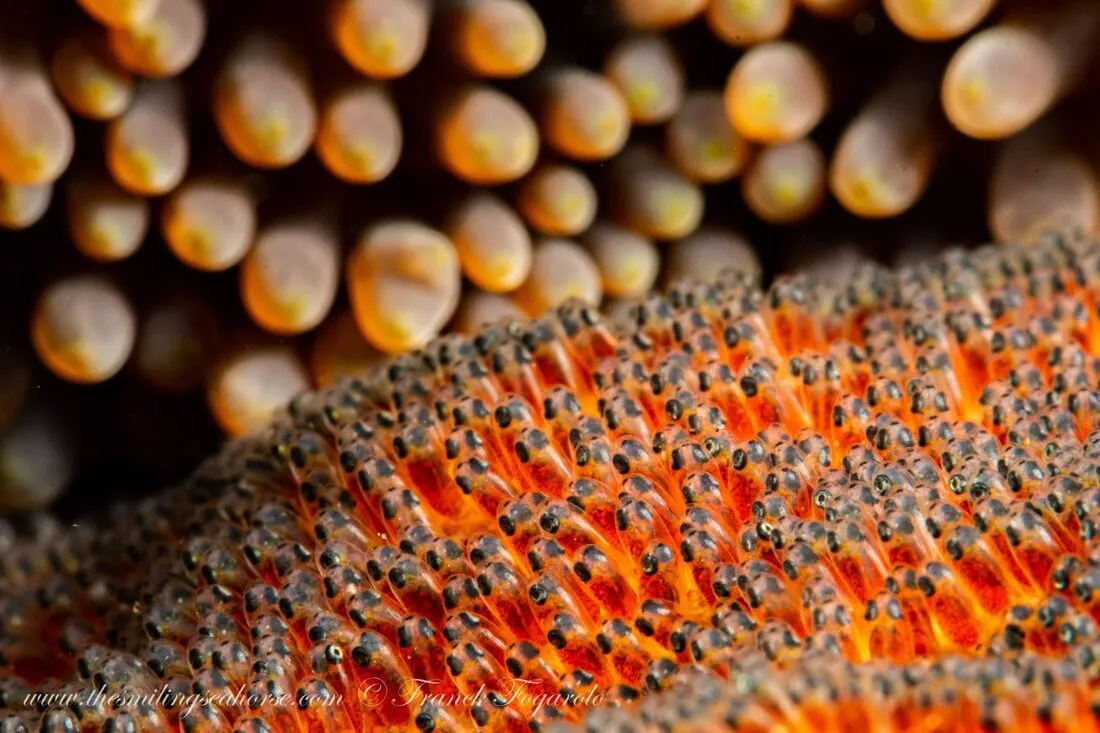 Super macro underwater photo Anemonefish eggs