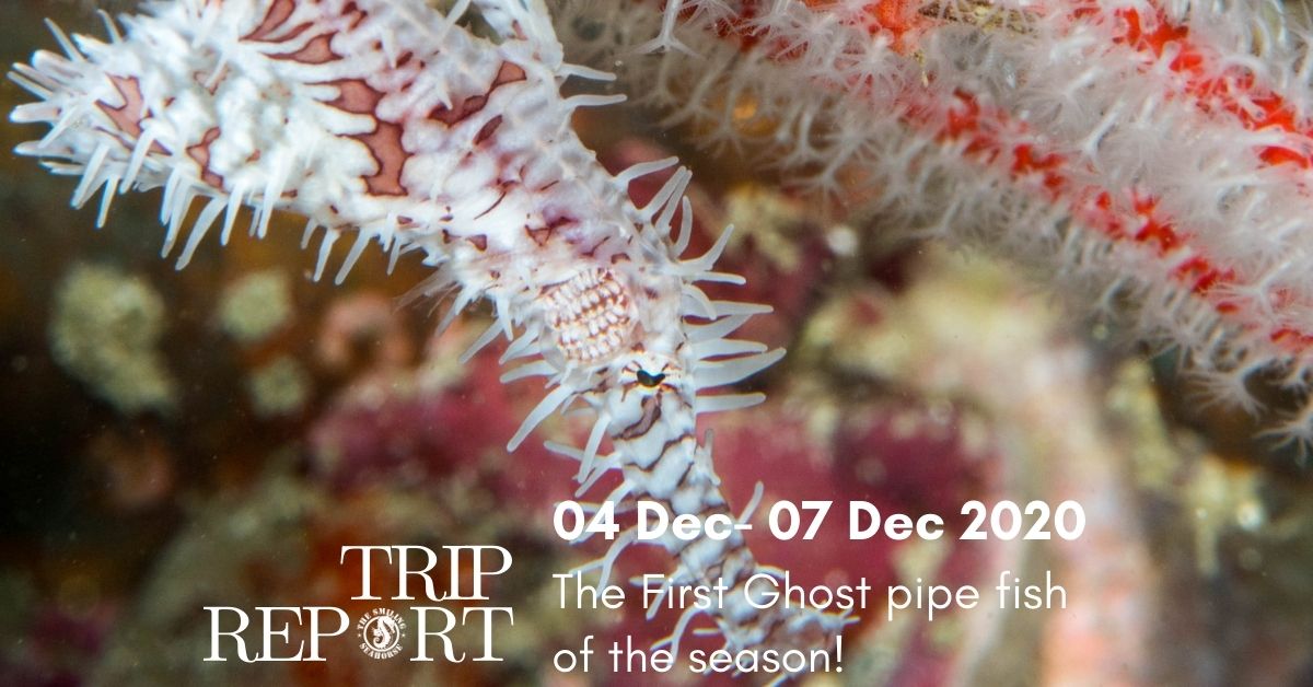 school of fish in Similan islands