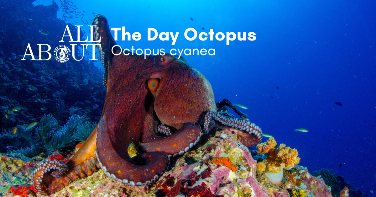 What Do You Know About The Common Reef Octopus