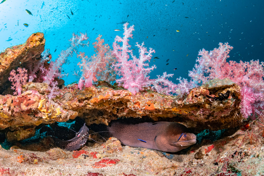 Giant Moray in Similan islands