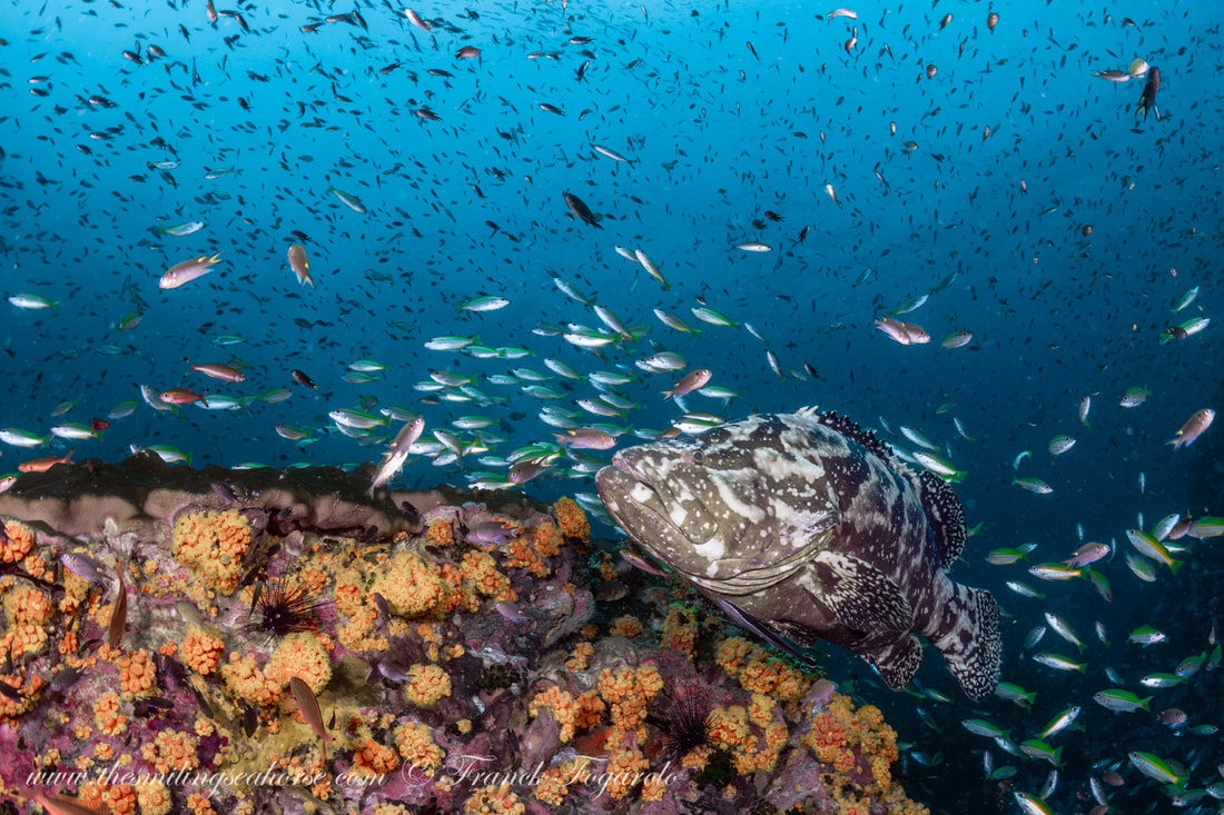 big grouper on the reef thailand