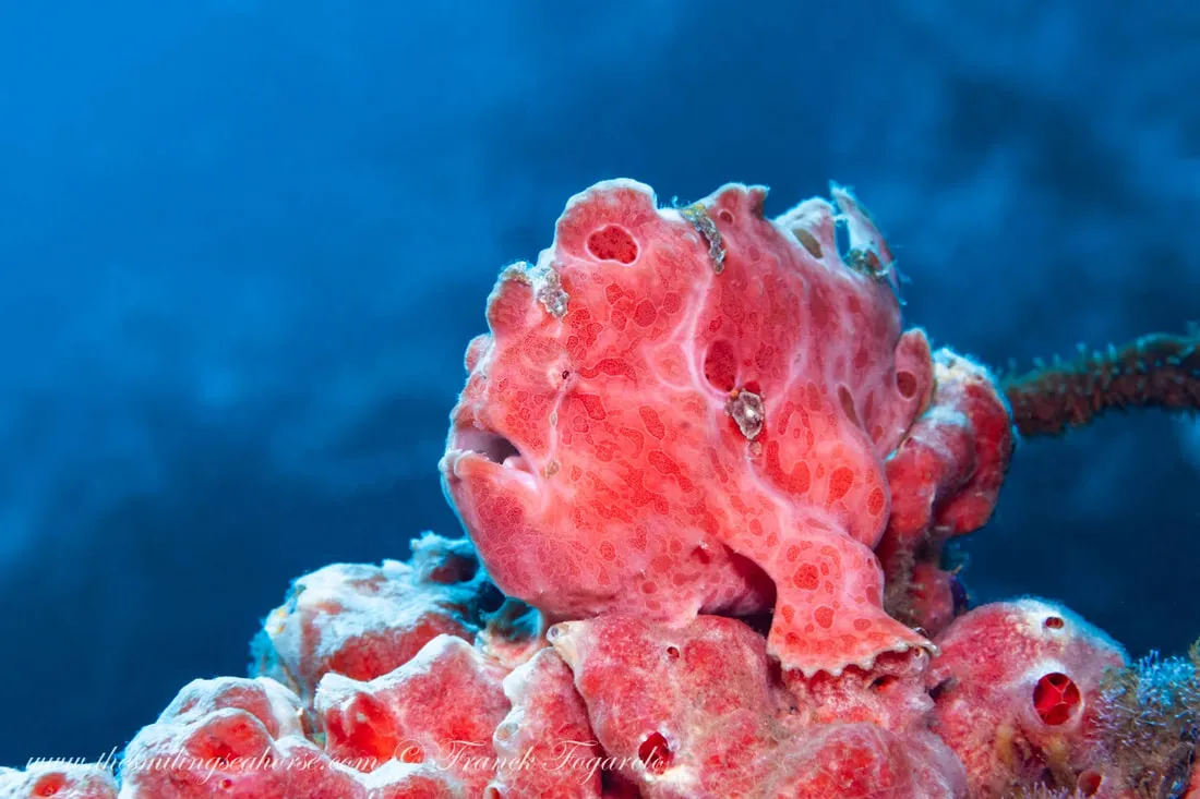 Frogfish