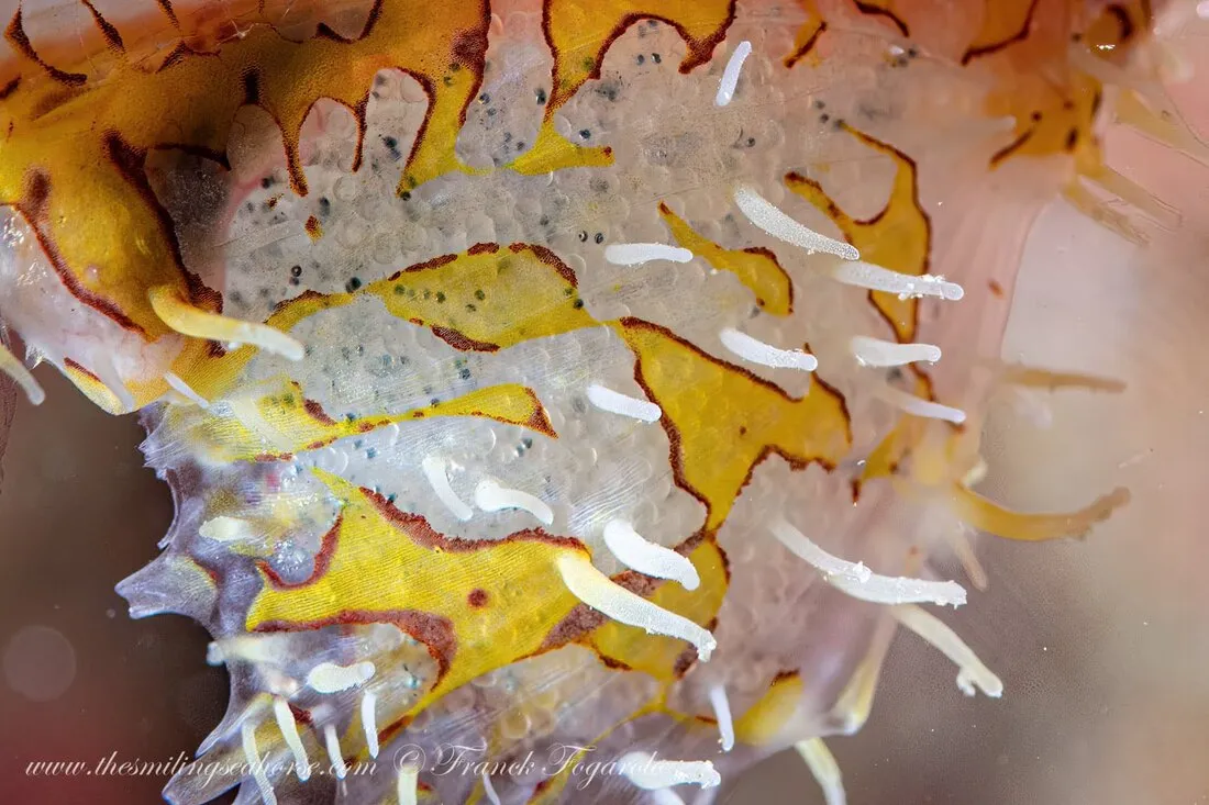 underwater photo - super macro - Ghost pipefish eggs