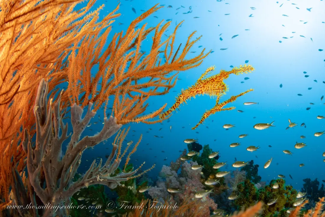Ghost Pipefish