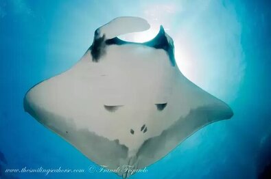 Underside of a giant oceanic manta ray showing its ventral markings