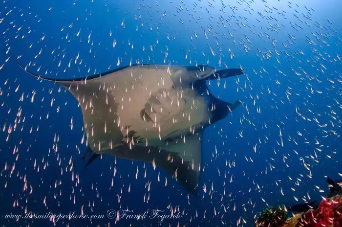 Giant oceanic manta ray swimming among glassfish