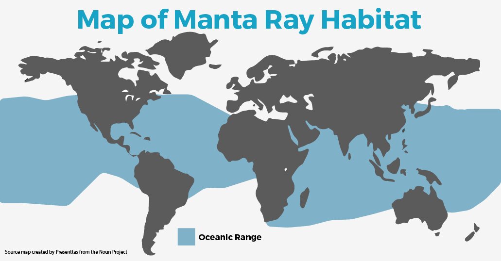 Global distribution map showing where giant oceanic manta rays live