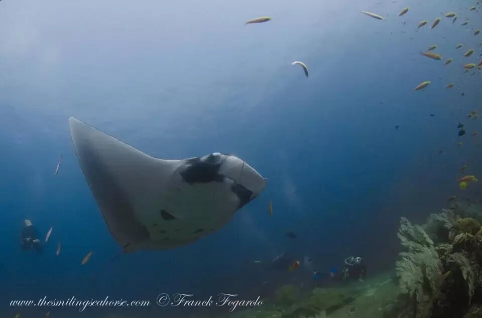 Giant oceanic manta ray at a cleaning station in Myanmar