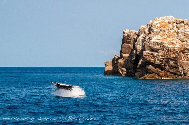 Giant oceanic manta ray Mobula birostris breaching out of the water