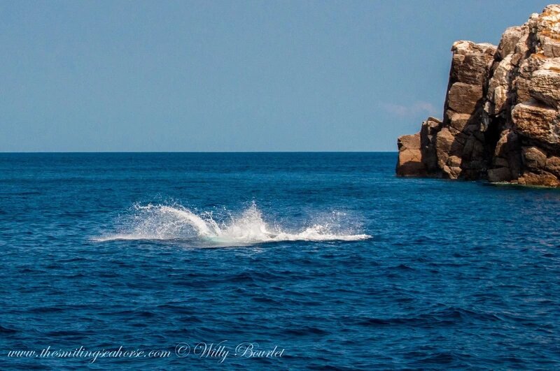 Giant oceanic manta ray falling back into the water after breaching