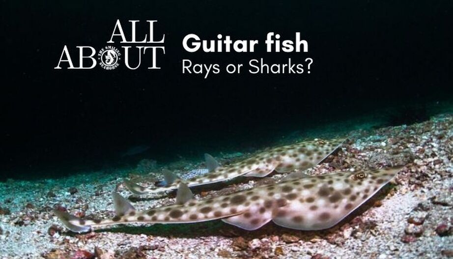 Guitar fish: guitar rays or guitar sharks?