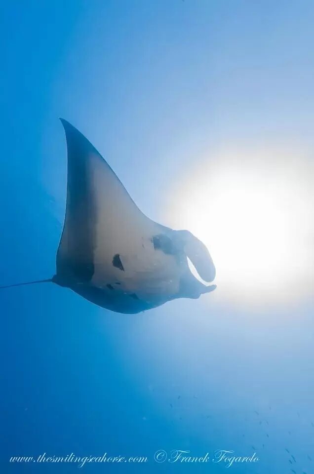 Giant oceanic manta ray showing its enormous wingspan