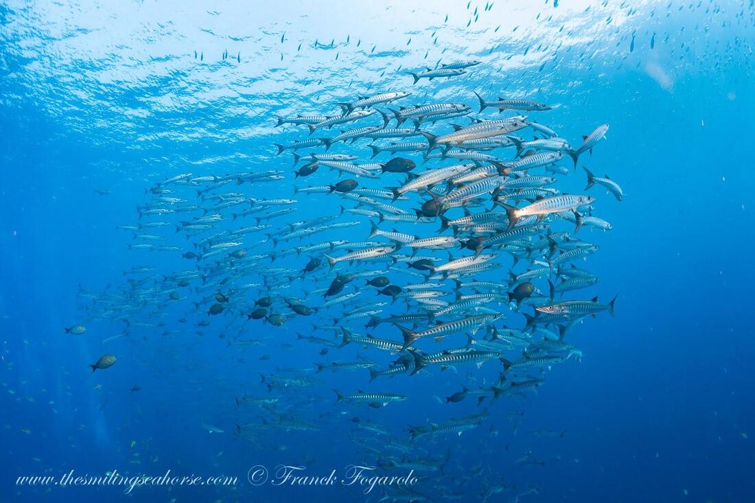 A dense, swirling school of chevron barracuda swimming in the open blue water near the ocean surface.