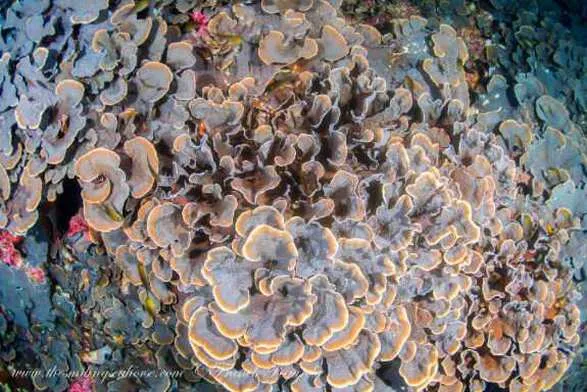 hard coral photo at black rock