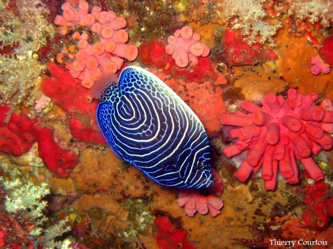 Wonderfull fish in soft red coral
