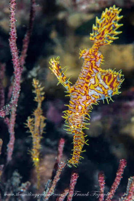 Wonderful ghost pipefish
