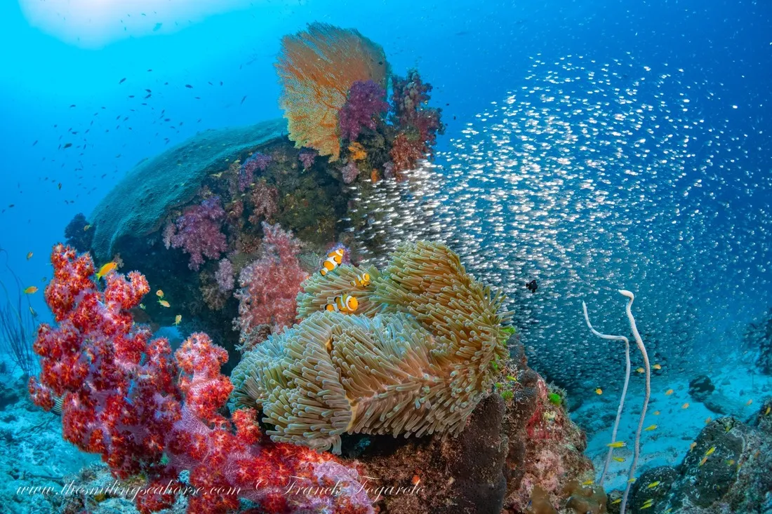 Phuket Shark Point dive site, Thailand