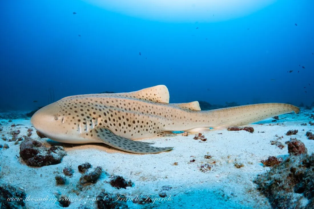 Leopard Shark at Phuket Shark point dive site