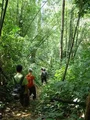 ranong jungle