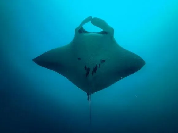 Manta ray