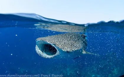 Whales Shark under the surface in Thailand