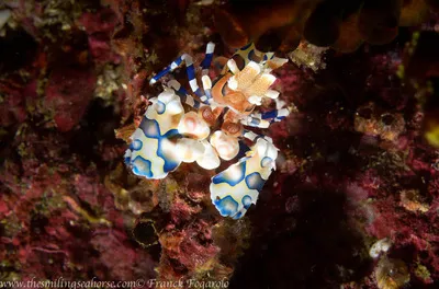 Harlequin shrimp