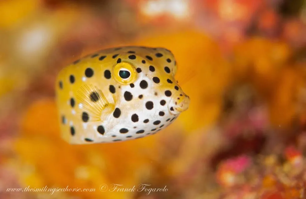 Boxfish, Racha Yai