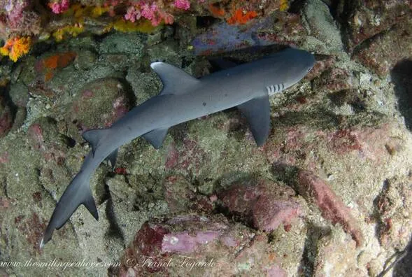 Whitetip Reef Shark