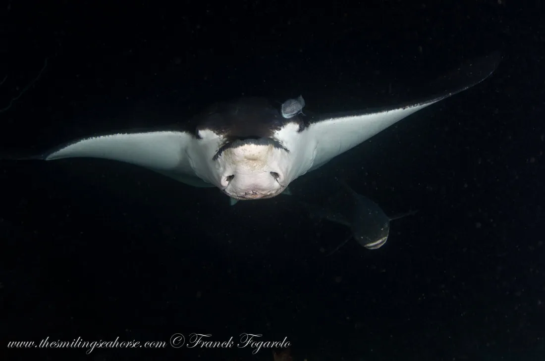 Eagle ray at Bay 3, Racha Yai
