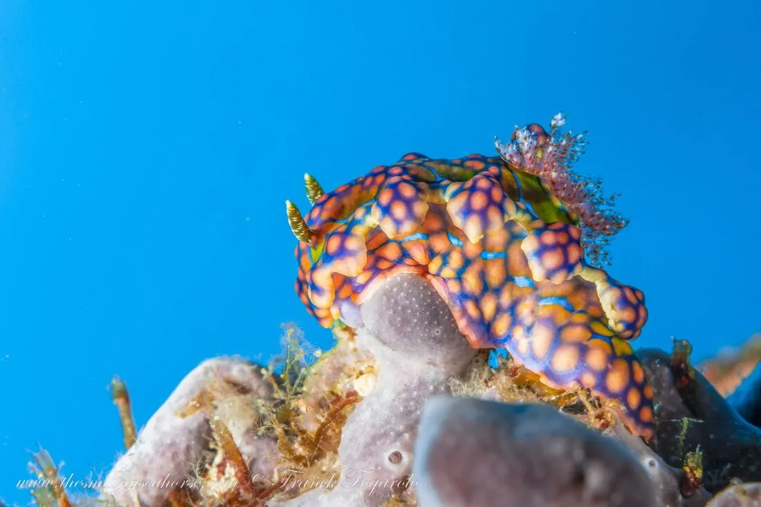 Netted Miamira nudibranch