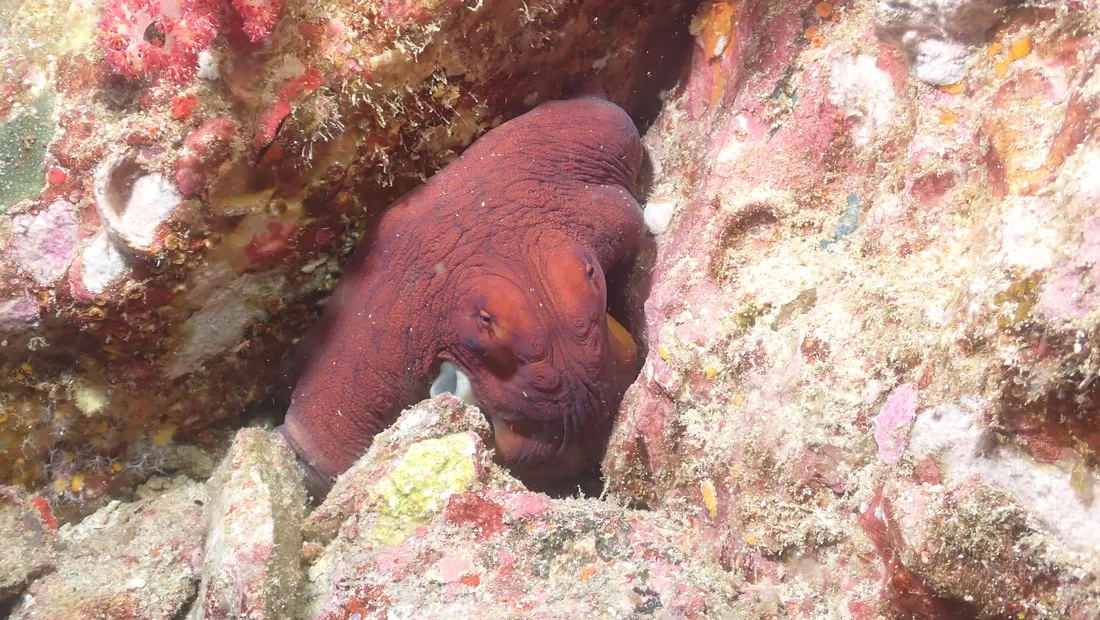 Reef octopus, (Octopus cyanea)