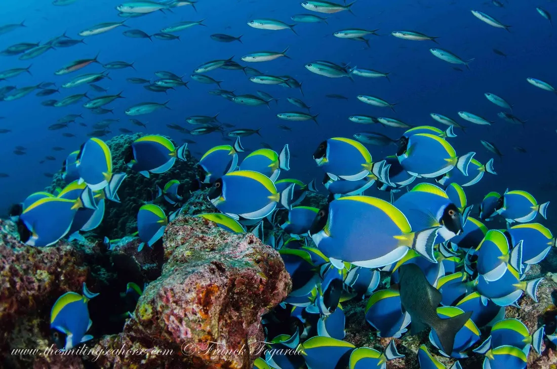 School of powder blue tangs