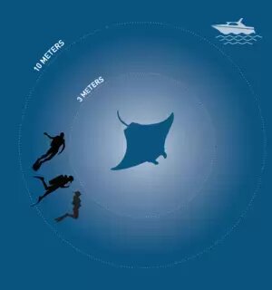 Diver keeping a respectful distance from a giant oceanic manta ray