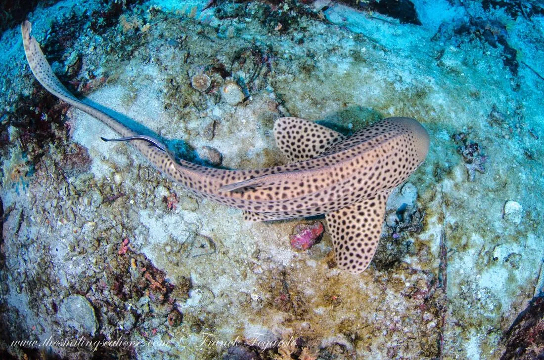 Leopard Shark