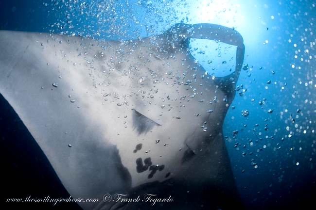 Oceanic manta in Myanmar